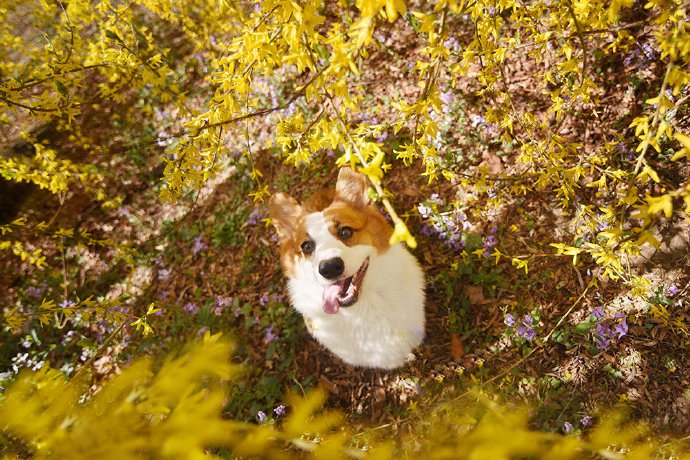 小狗狗和迎春花一起合拍的图片欣赏