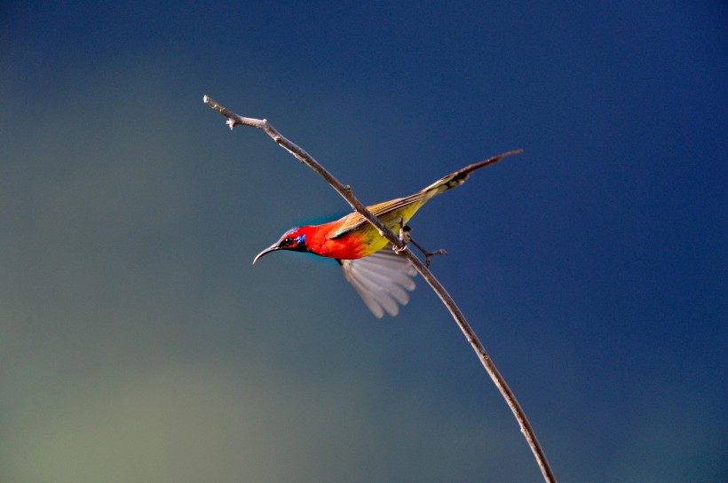 色彩斑斓的太阳鸟图片