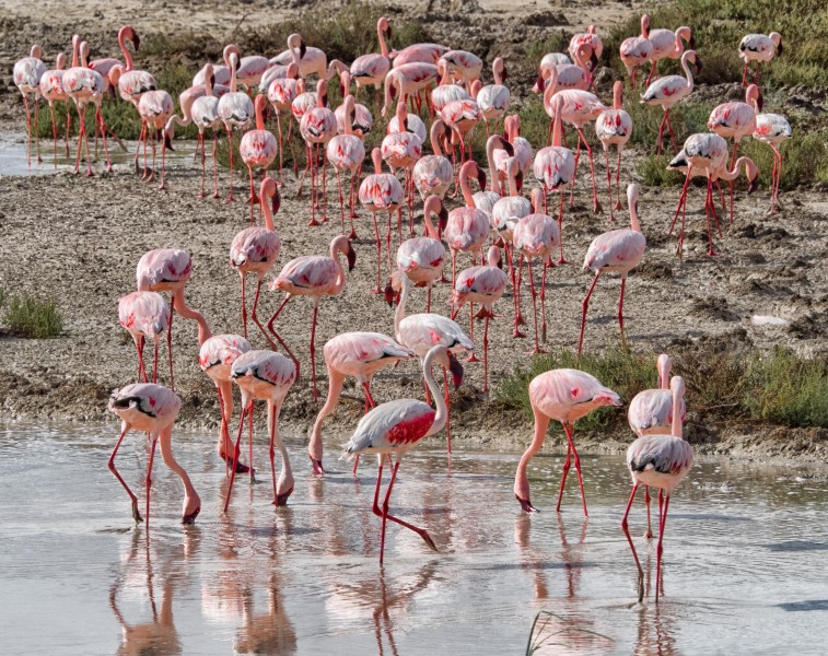 成群结队的粉红色火烈鸟图片