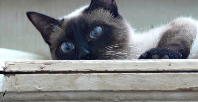 一组温柔的暹罗猫图片