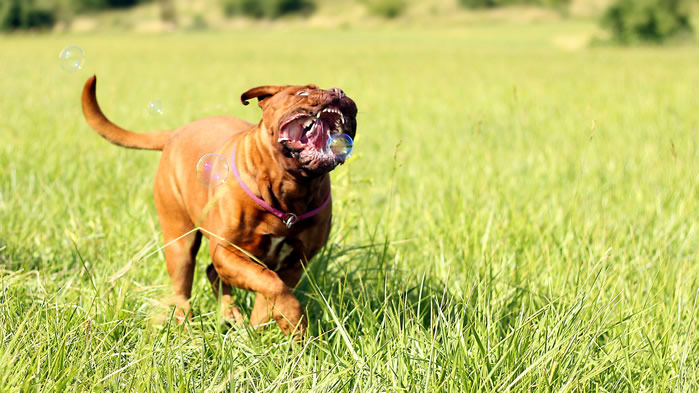 一组喜欢在草地上玩耍的波尔多犬