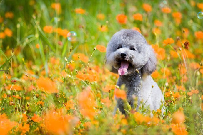春天里拍摄的狗狗艺术照