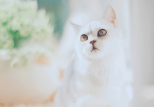 慵懒可爱的白色小猫咪图片