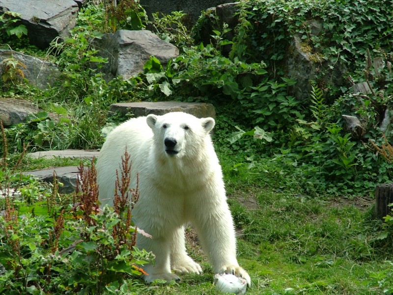 北极熊身穿白色战袍两只眼睛圆溜溜