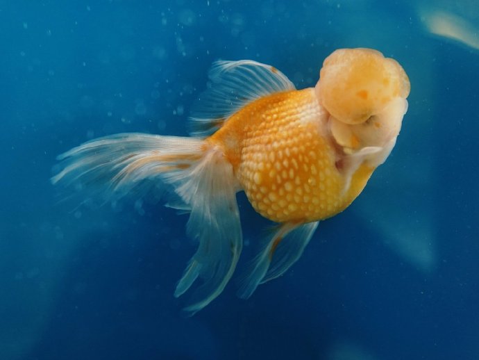 一组精美的金鱼高清图片