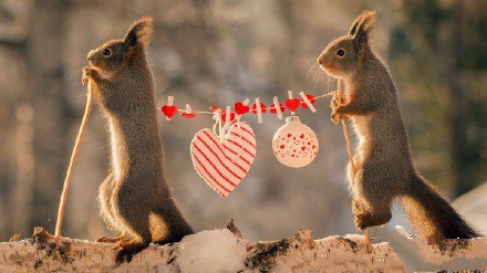 松鼠的唯美浪漫的节日写真