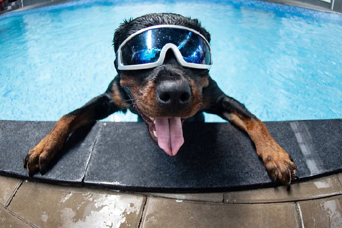 一组在水里游泳的罗威纳狗狗图片