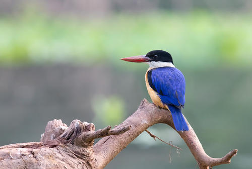 色彩艳丽的蓝翡翠鸟图片