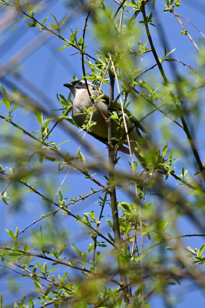 站在柳树枝头上的小鸟