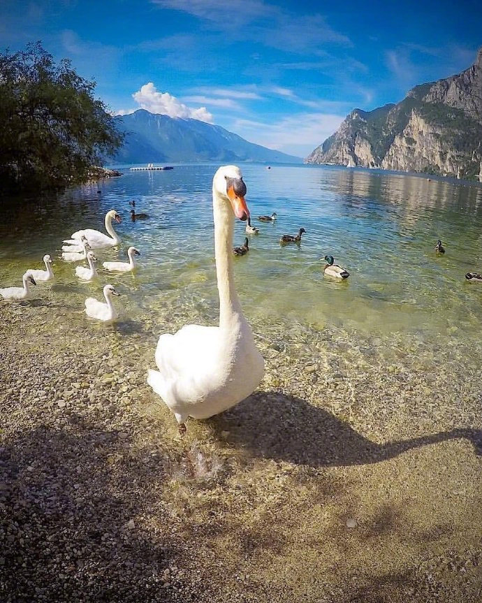 意大利加尔达湖的天鹅图片