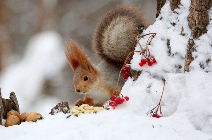 一组超美的雪中精灵小松鼠图片