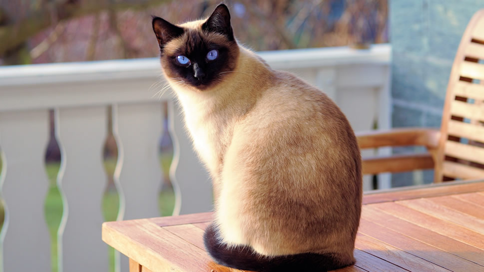 一组好奇的蓝色眼睛的暹罗猫图片欣赏