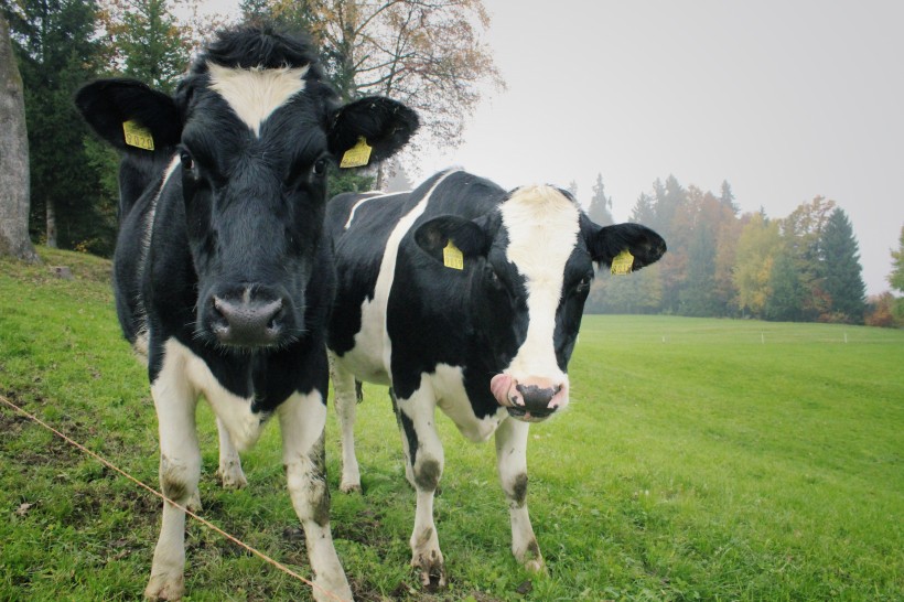 草地上悠闲的奶牛图片