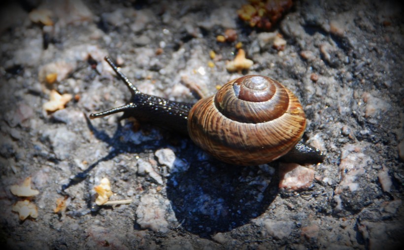 爬行的蜗牛图片