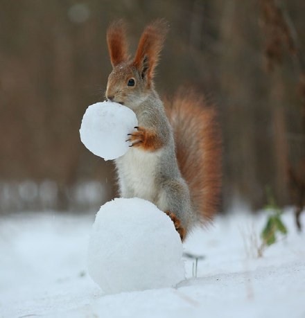 堆雪人的小松鼠图片欣赏