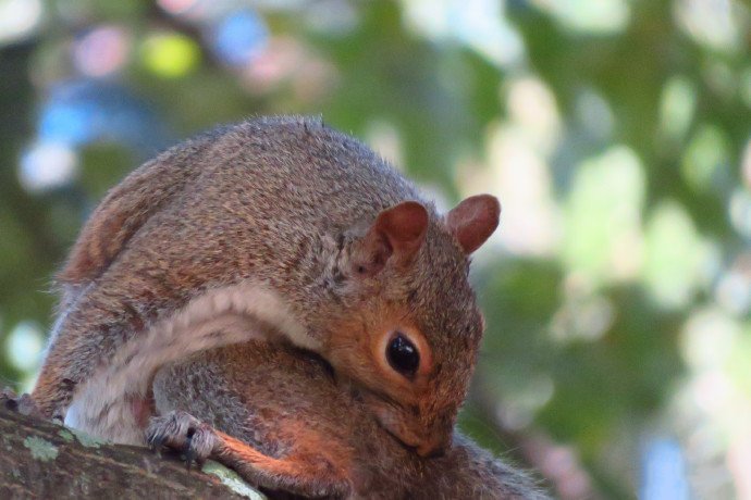 一组爬树很敏捷的小松鼠