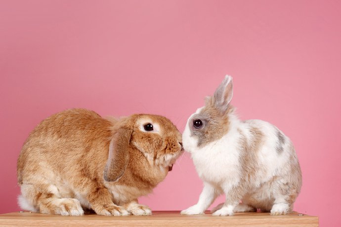 一组可可爱爱的两只小兔子