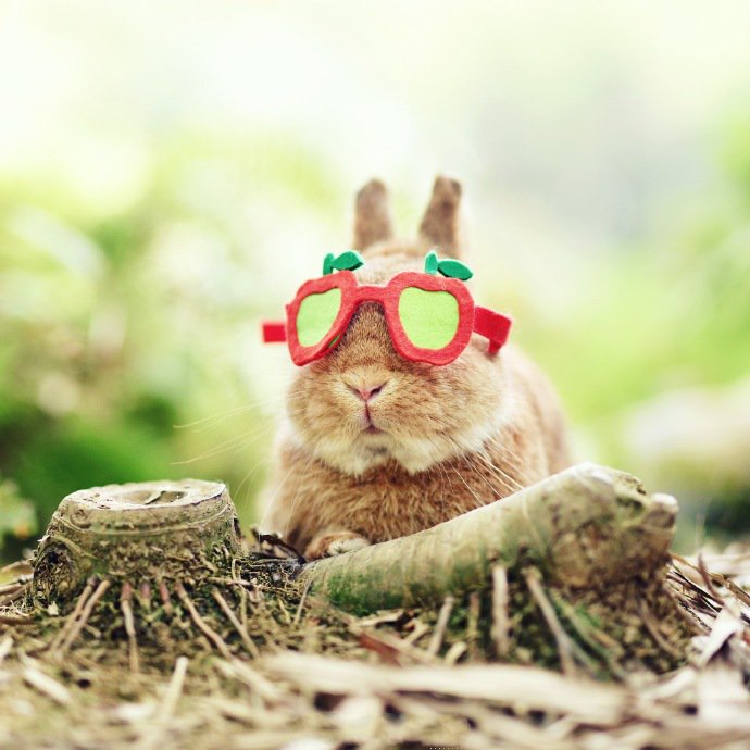 一组超级可爱小兔子戴帽子图片欣赏