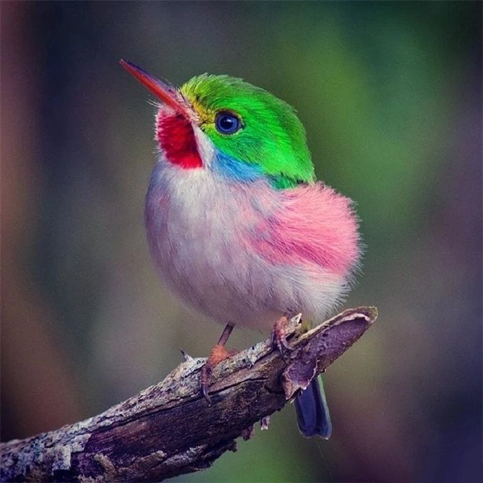 一组色彩鲜艳的小鸟图片