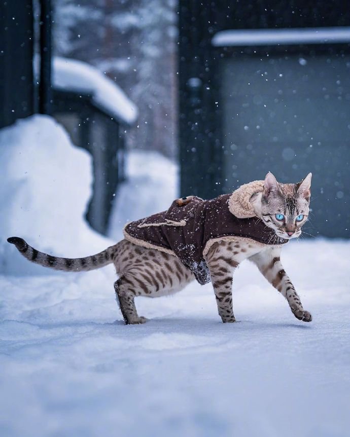 再酷的猫雪地里也怕冷！我穿件衣服再来拍