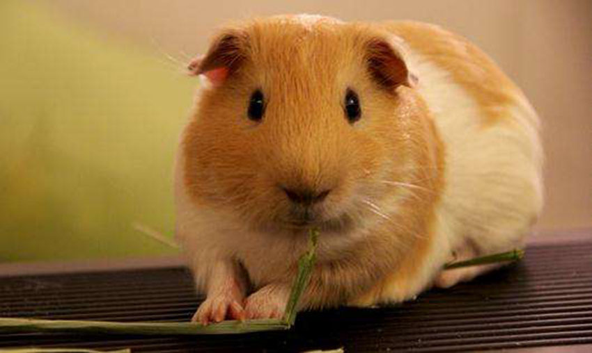 胖嘟嘟的荷兰猪豚鼠图片
