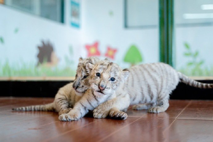 杭州野生动物世界的小白虎双胞胎