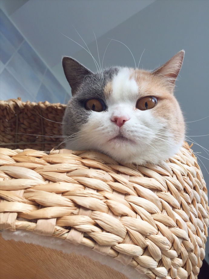 小猫猫直勾勾盯着爬架底下的箱箱
