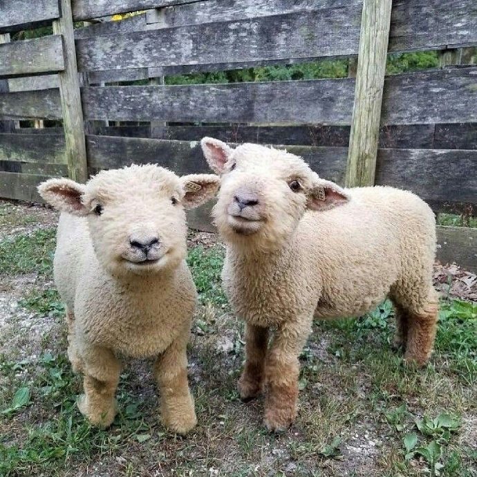 一组超卖萌可爱的小羊
