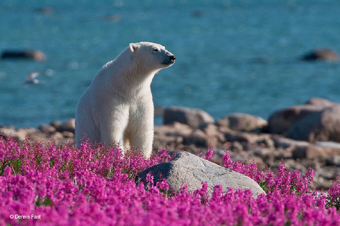 花丛中的北极熊图片欣赏