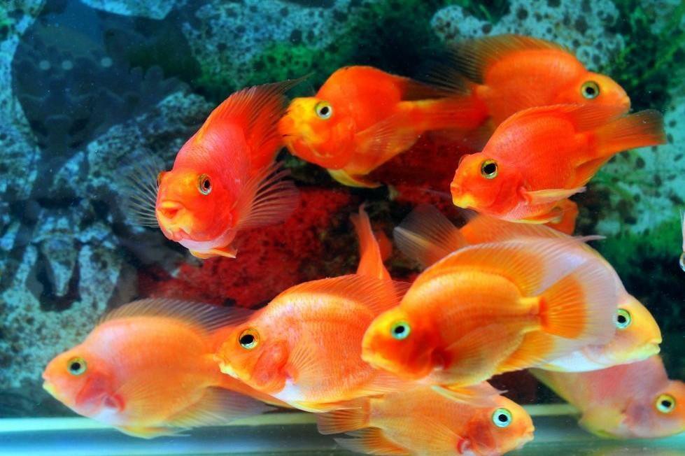 一组颜色好看的鱼群