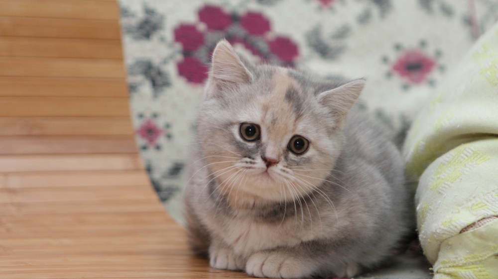 一组可爱的英国短毛猫图片