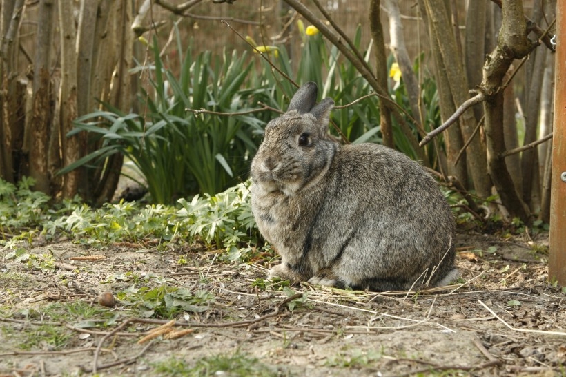 一组灰色的兔子图片