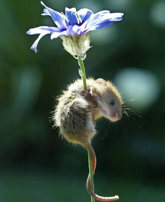 喜欢春天花朵的小老鼠图片
