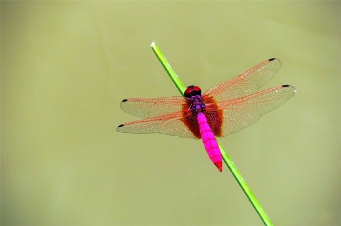 矫捷、灵巧、圆活的紫色蜻蜓图片