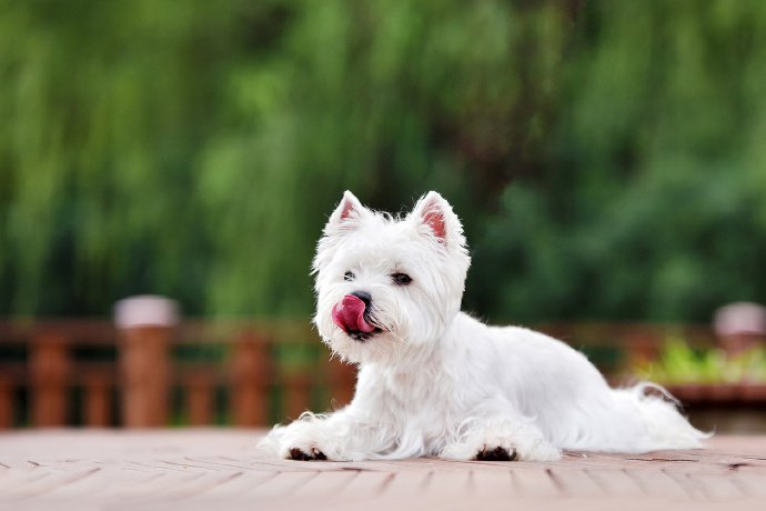 一组白色超可爱的雪纳瑞狗狗