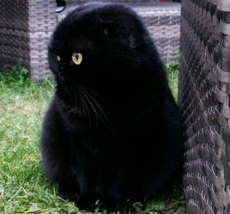 霸气的黑猫图片