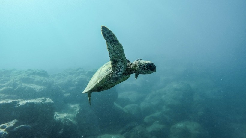 海中畅游的海龟图片
