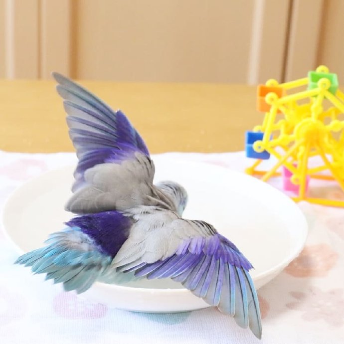 一只酷爱洗澡的鹦鹉鸟