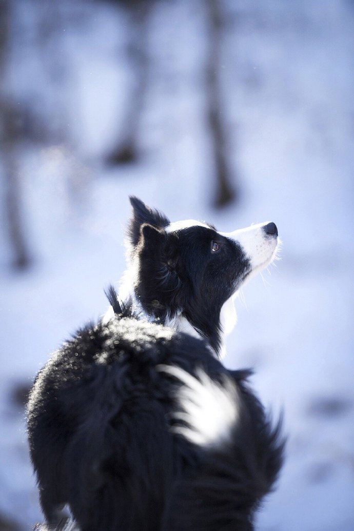 在雪地里开心玩耍的小狗图片欣赏