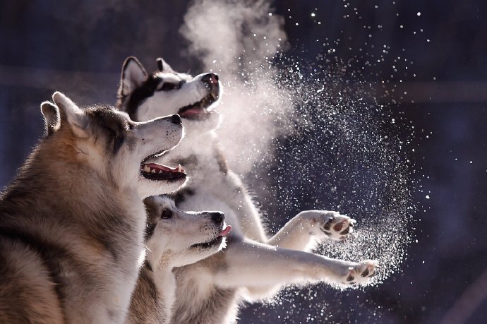 一组雪地里开心的狗狗图片欣赏