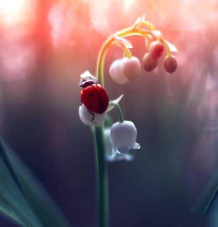 花朵上的七星瓢虫唯美高清图片