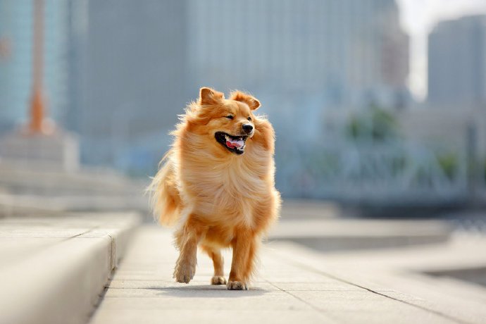一组城市街拍的狗狗图片
