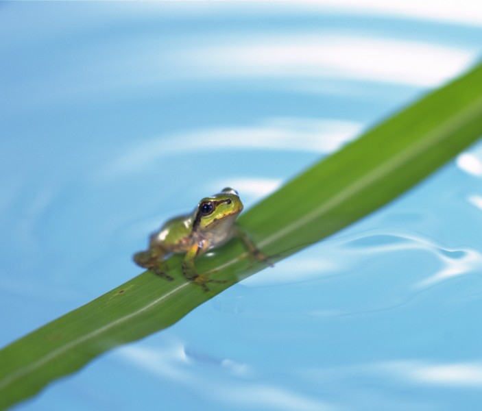 可爱小青蛙图片