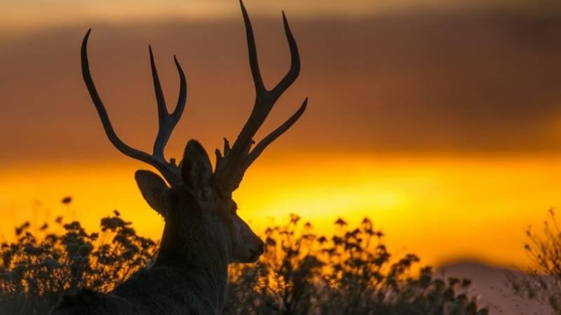 一组夕阳下的麋鹿图片