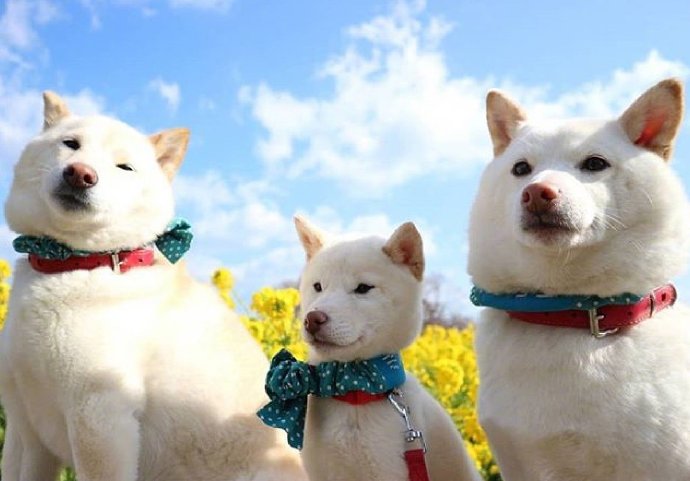 白色柴犬Chiro、Choco、Milk一家三口的春日旅行