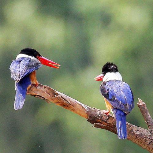 极为美丽的蓝翡翠鸟图片