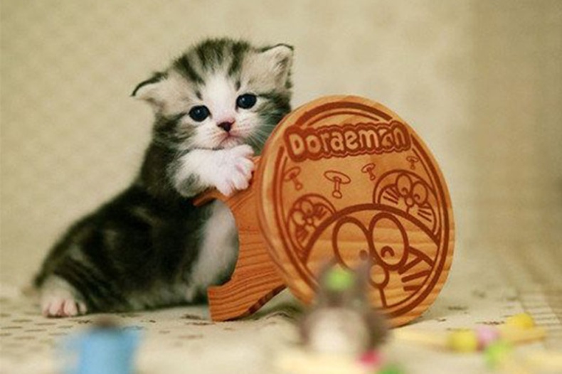 迷你小宠物茶杯猫的图片