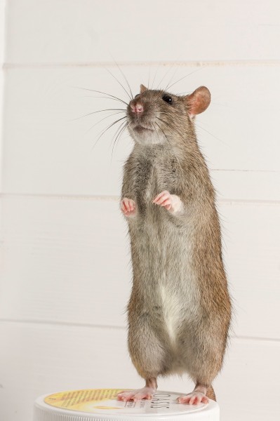 一组反应敏捷的小老鼠图片欣赏