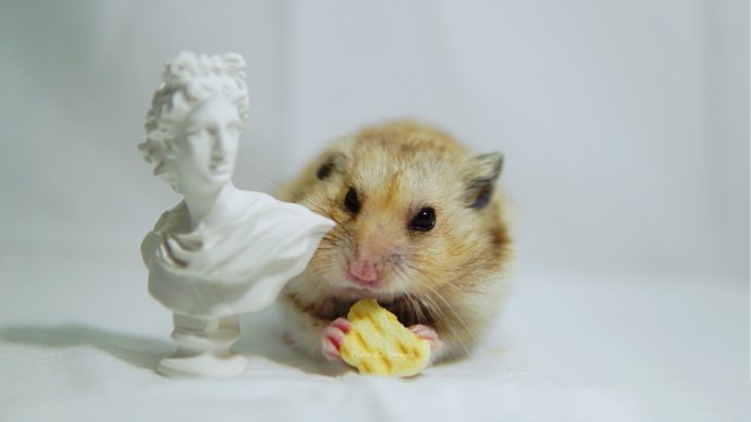 和雕塑一起玩的小仓鼠