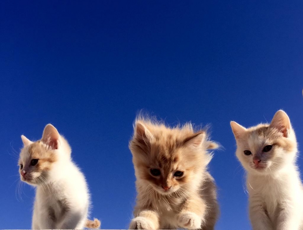 一组可爱的小奶猫图片
